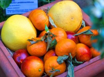 Die kleinen Früchtchen verströmen einen angenehmen Duft. (Bild: Thomas Krytzner)