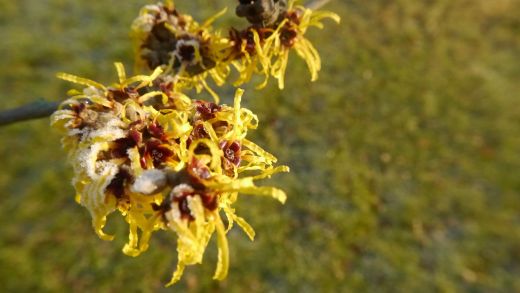 Blüte der Zaubernuss