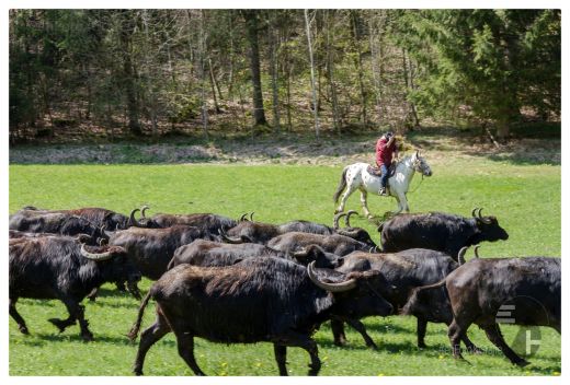 Weideauftrieb in Schwäbische Alb